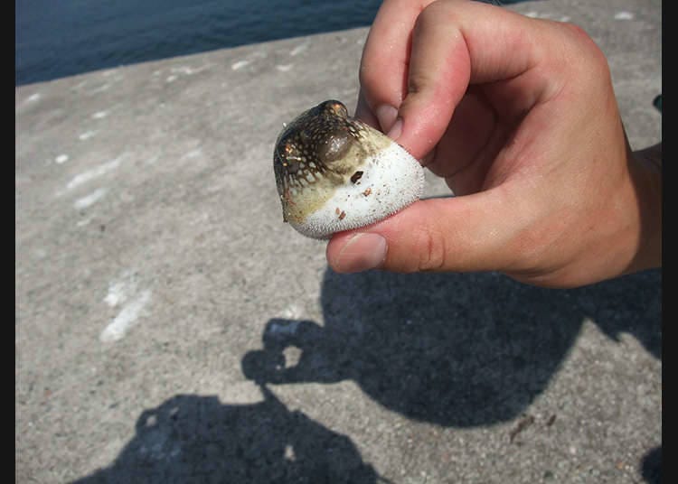 Musim Fugu