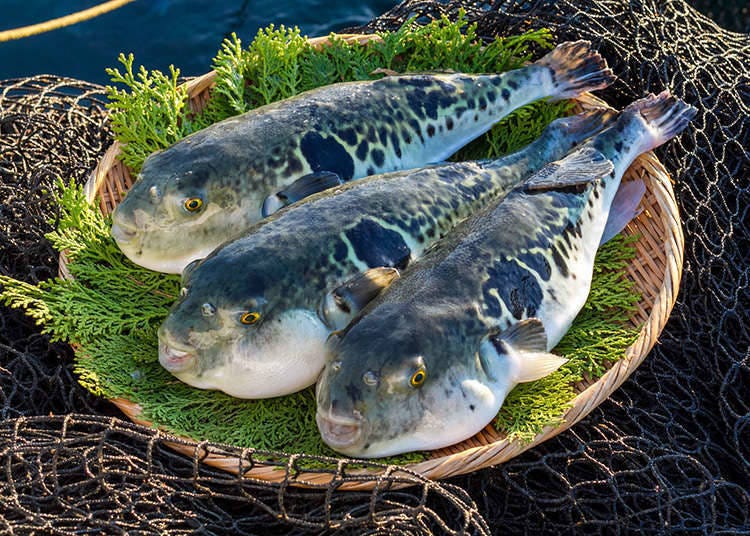 Jenis-jenis ikan buntal