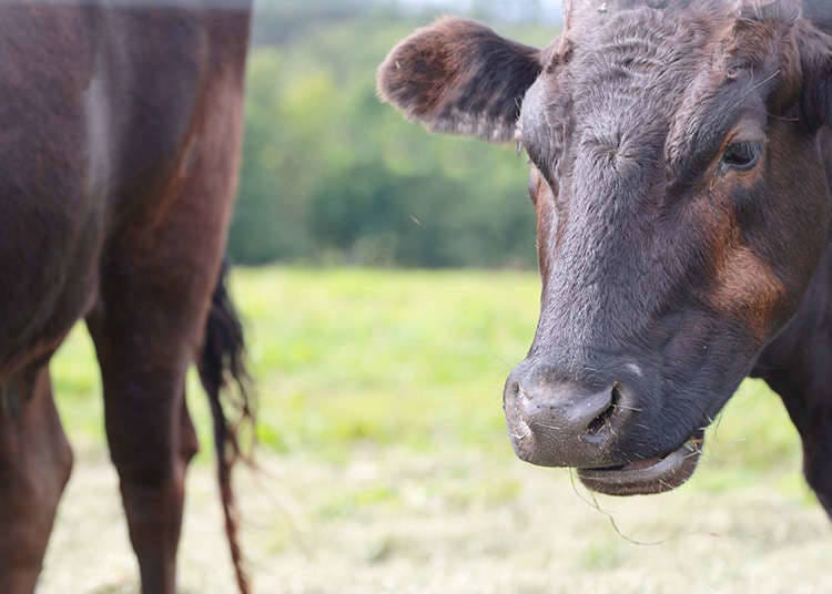 Types of beef