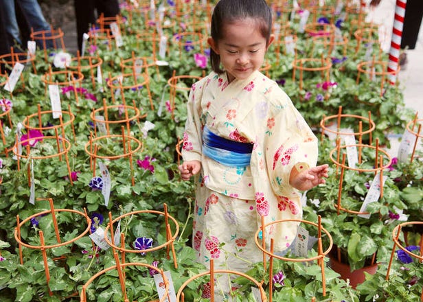 ถ้าหากต้องการชมดอกไม้ในฤดูร้อนของโตเกียว   ก็ต้องไปที่เมืองแห่ง
อาสะกาโอะ (ดอกบานเช้า)  และเมืองแห่งโฮซุคิ  (Chinese lantern)
ที่จะทำให้รู้สึกได้ถึงทิวทัศน์ของฤดูกาลดังกล่าว