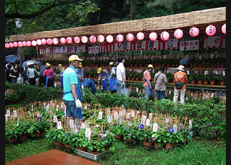 Kunitachi Asagao-Ichi (Pasar Bunga Morning Glory Kunitachi)