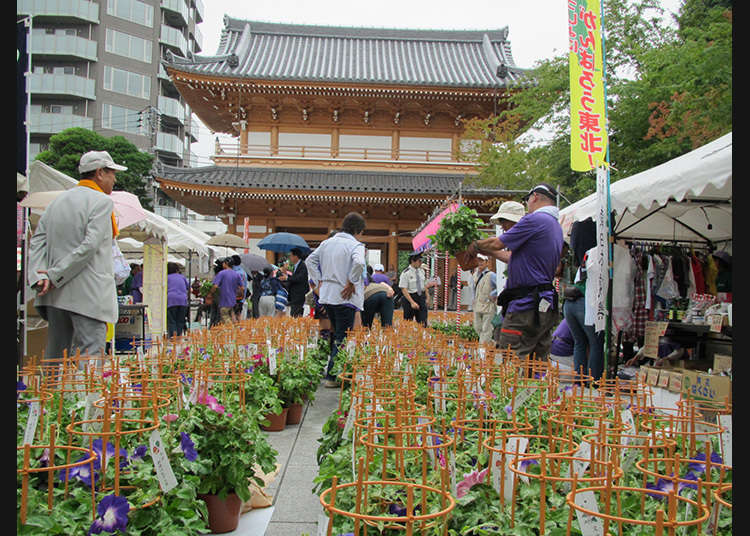 Bunkyo Asagao-Ichi (Festival Bunga Seri Pagi di Bunkyo)