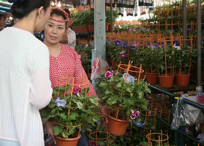 若想一覽東京的夏日花朵 請到夏日風物詩之一的牽牛花市和錦燈籠花市 Live Japan 日本旅遊 文化體驗導覽