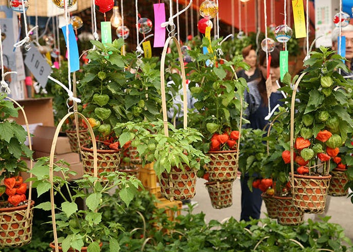若想一覽東京的夏日花朵 請到夏日風物詩之一的牽牛花市和錦燈籠花市 Live Japan 日本旅遊 文化體驗導覽