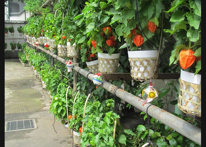 若想一覽東京的夏日花朵 請到夏日風物詩之一的牽牛花市和錦燈籠花市 Live Japan 日本旅遊 文化體驗導覽