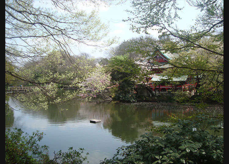 เดินเล่นที่ "สวน Inokashira-Onshi"