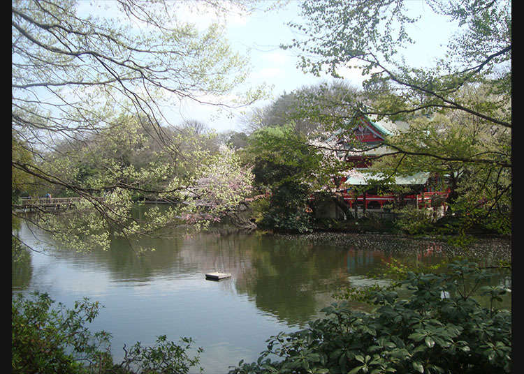 在「井之頭恩賜公園」散步
