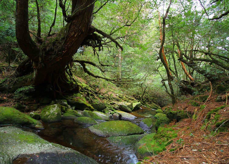 Tips and rules for visiting the world natural heritage sites