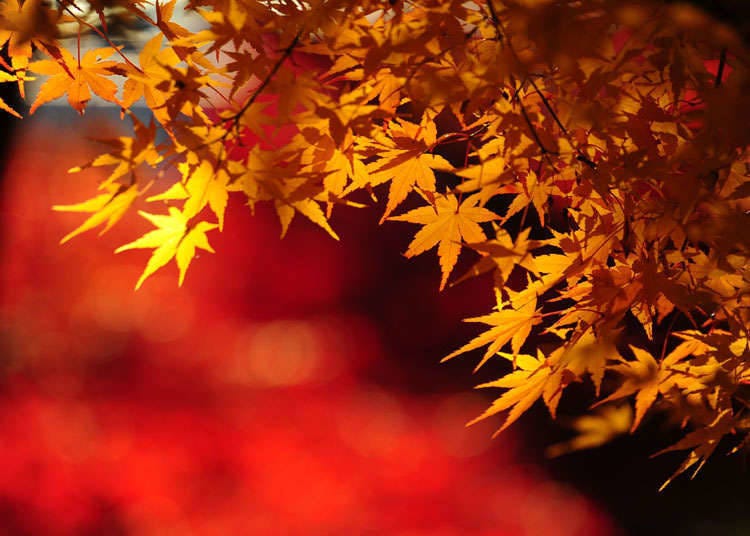 World heritage sites in Japan which are popular with Japanese people