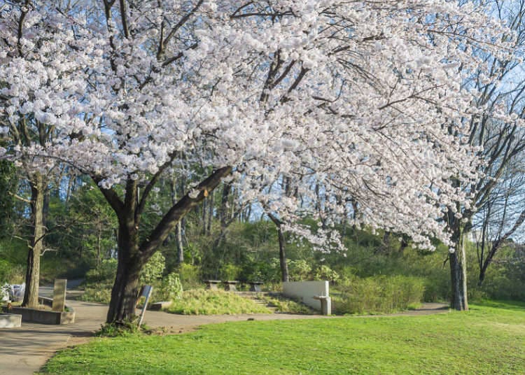 Natures in parks