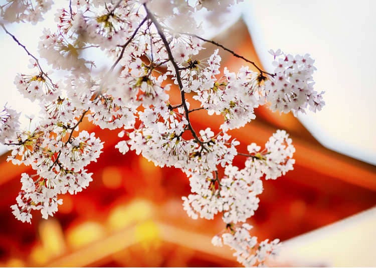 How to enjoy four seasons