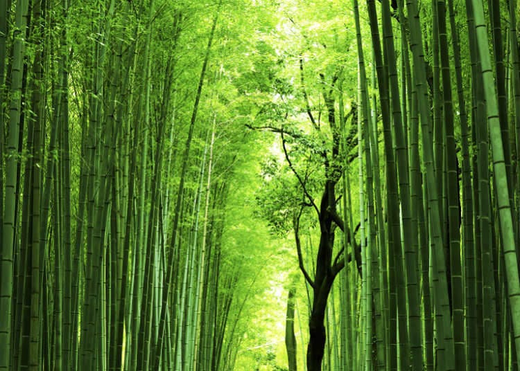 Exotic natural landscape