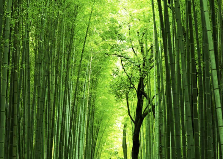 エキゾチックな自然風景