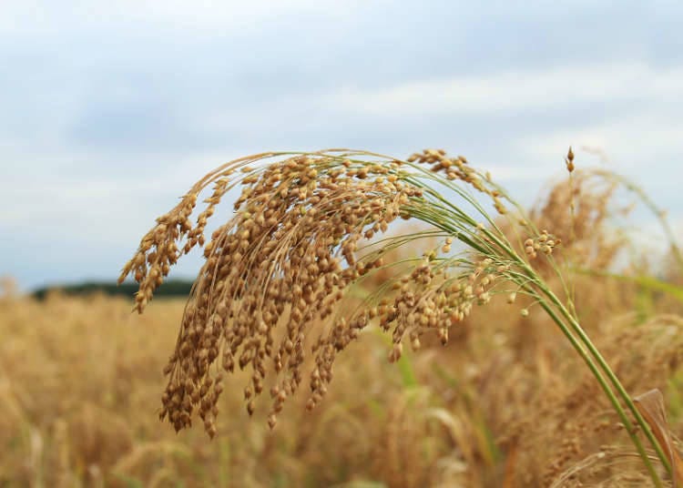 Beautiful sceneries in farm villages