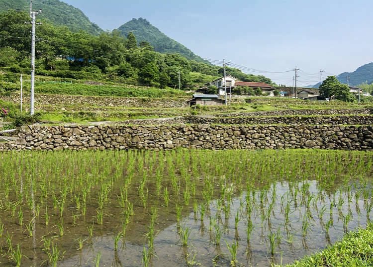 現代的農村