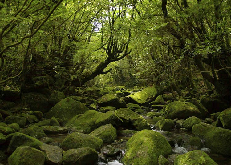 Forests that are natural heritages