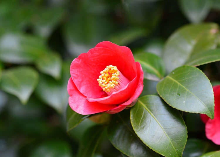 วิธีการเสริมความงามแบบดั้งเดิมของประเทศญี่ปุ่น