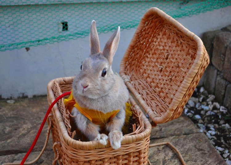 浅草のうさぎカフェはもふもふパラダイス♪ とにかく癒やされるうさぎのテーマパーク