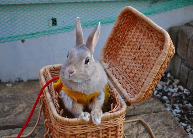 [MOVIE] 토끼와 놀 수 있는 테마파크가 아사쿠사에!