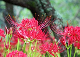 코스모스 & 석산이 피는 9월의 꽃구경 명소