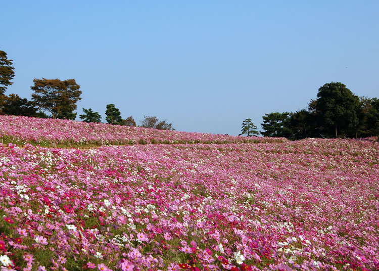 2. Showa Memorial Park: Gorgeous ocean of 5.5 million cosmos flowers