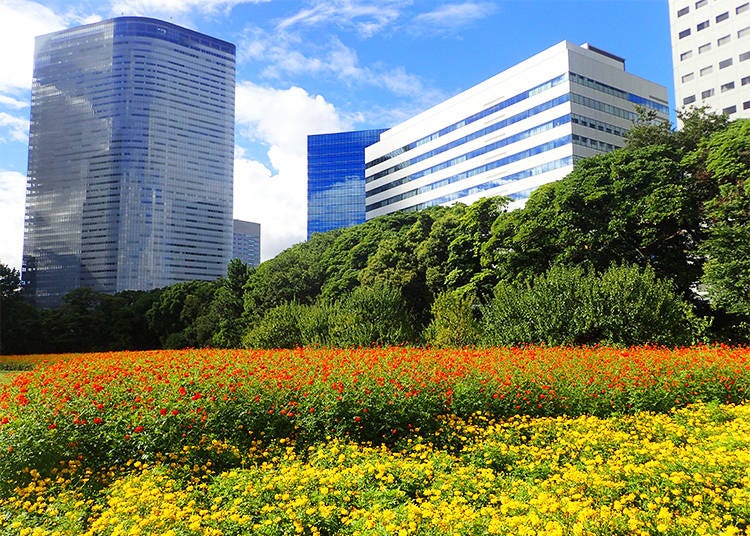 高層ビルを背景に咲き誇るコスモス