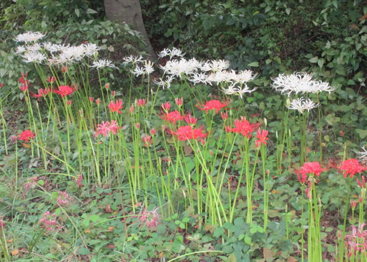 公益財団法人東京都公園協会