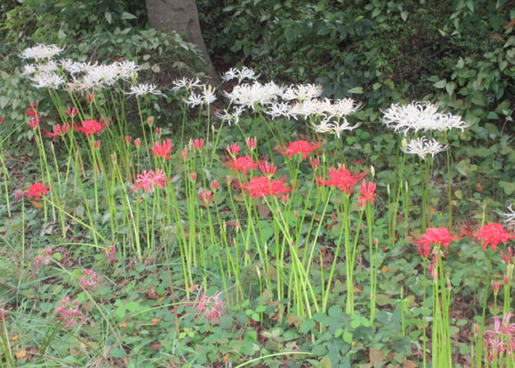 公益財団法人東京都公園協会