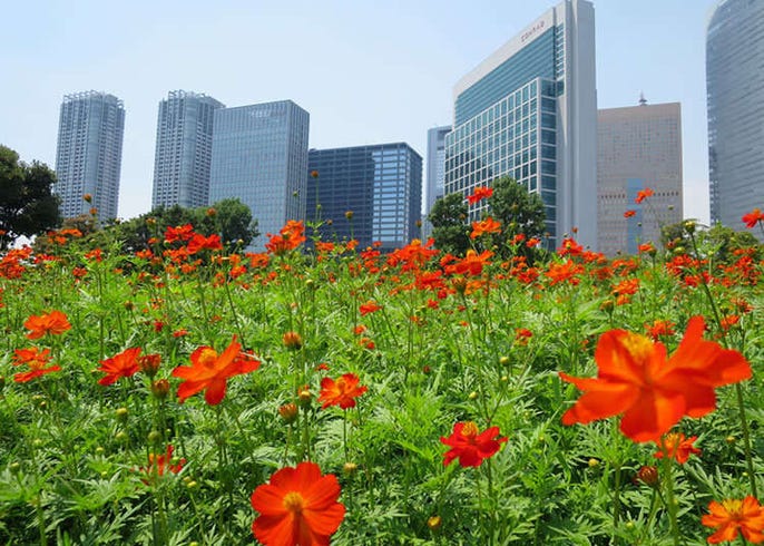 波斯菊 曼珠沙华花开的9月赏花景点 Live Japan 日本的旅行 旅游 体验向导