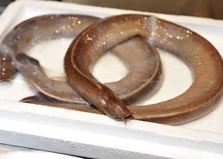 Meet the Hagfish: We Swear, it Tastes Better than it Looks