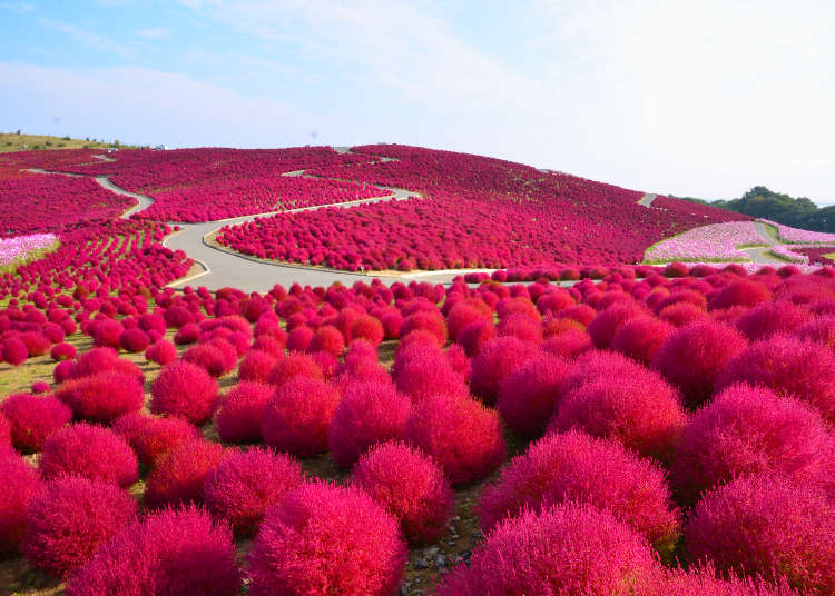 赏秋季玫瑰花的公园&地肤草的红叶和波斯菊景点