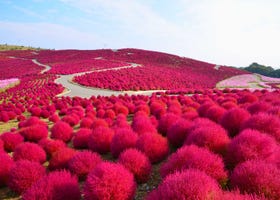 【2023年版】関東で秋バラやコキアの紅葉が楽しめる公園スポット6選