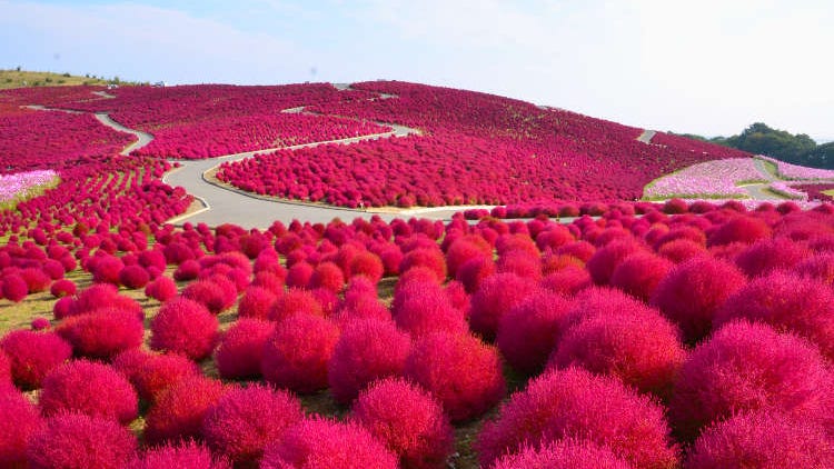7 Best Places For Autumn Flowers Near Tokyo (2023): Roses, Kochia, Cosmos, Spider Lilies & More