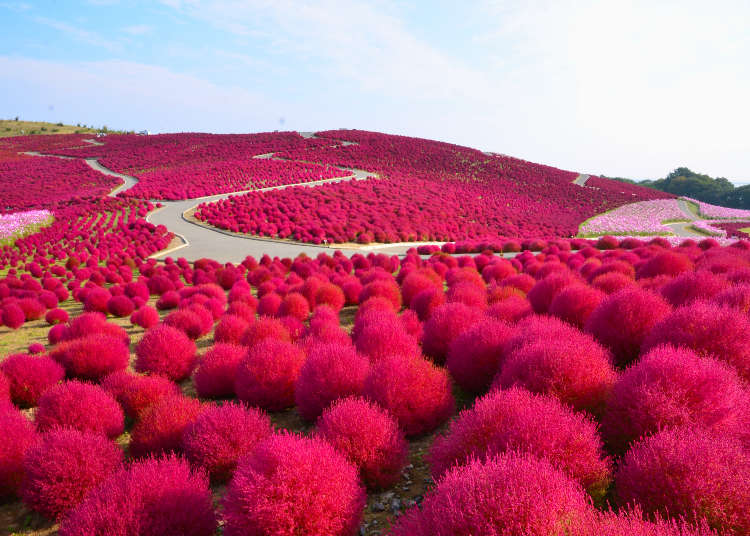 21年版 関東で秋バラやコキアの紅葉が楽しめる公園スポット6選 Live Japan 日本の旅行 観光 体験ガイド