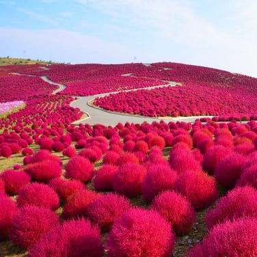 神代植物公园 东京郊外 公园 Live Japan 日本的旅行 旅游 体验向导 神代植物公园 东京郊外 公园 Live Japan 日本的旅行 旅游 体验向导