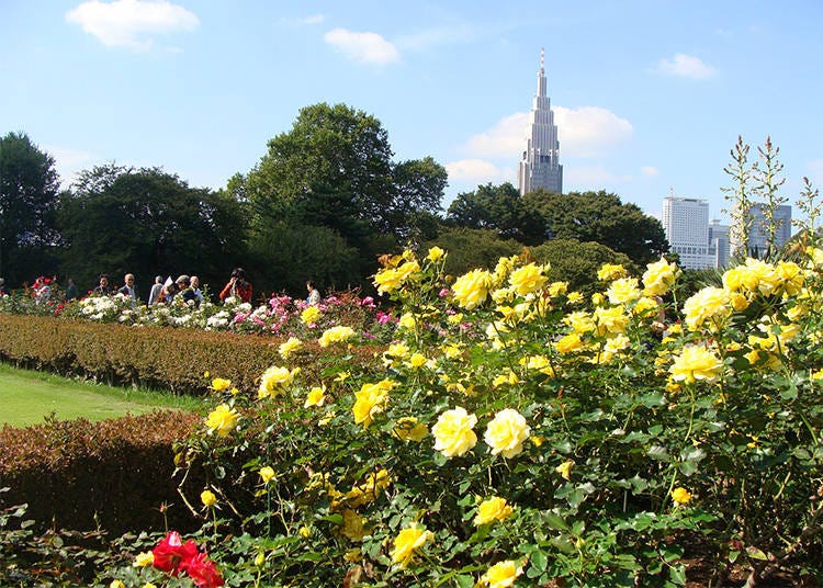 2. Shinjuku Gyoen National Garden: A Sea of 500 Roses from about 110 Species