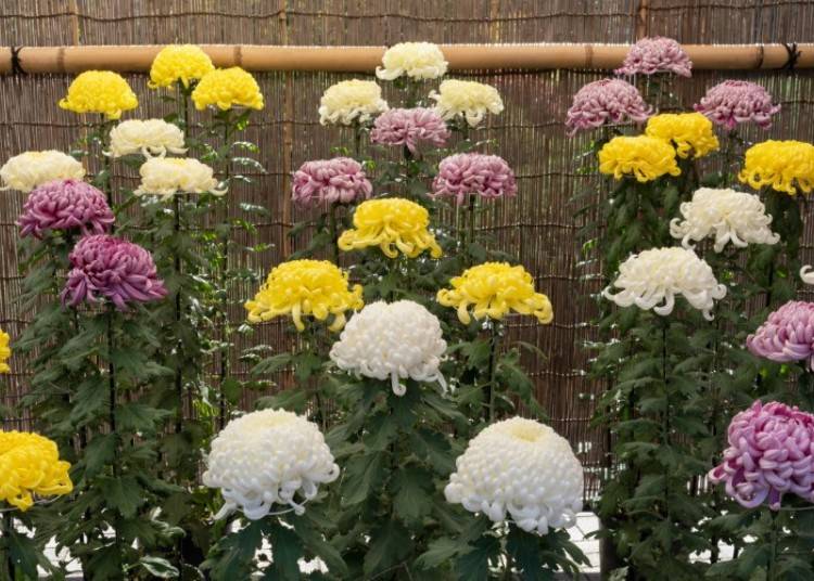 (Photo: PIXTA)
