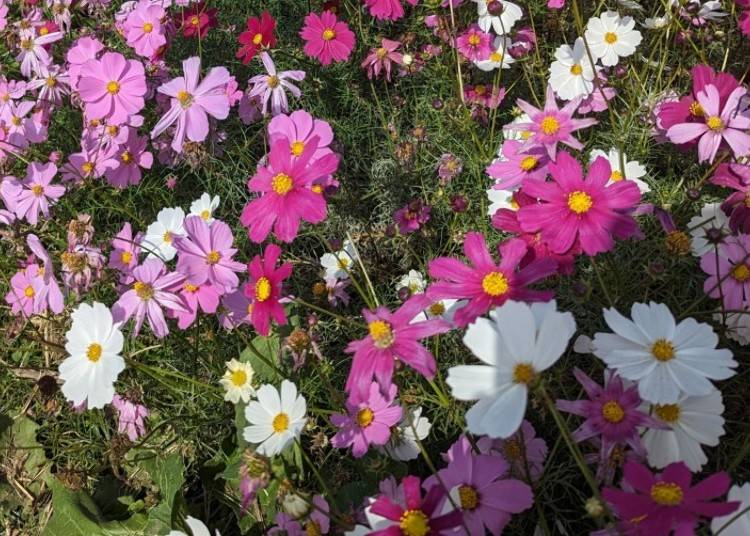 8. Showa Kinen Park: Enjoy a Vast Cosmos Flower Hill and Golden Ginkgo Avenues All at Once