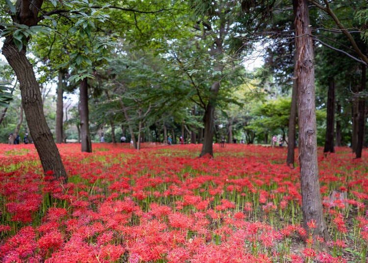 12. Yachiyo City’s Murakami Green Space Park: Beautiful Spider Lillies on Display