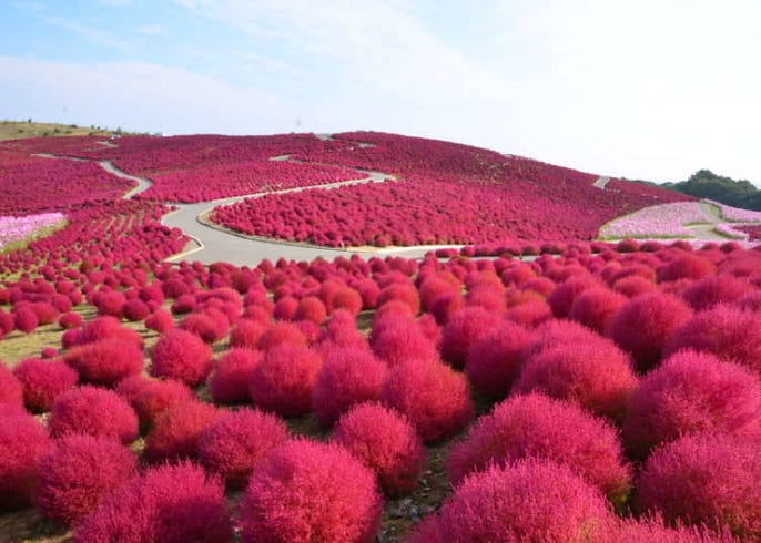 Taman Untuk Menikmati Bunga Mawar Di Musim Gugur Spot Terbaik Melihat Kochia Dan Bunga Kosmos Live Japan Jepang Perjalanan Dan Pariwisata Pemandu
