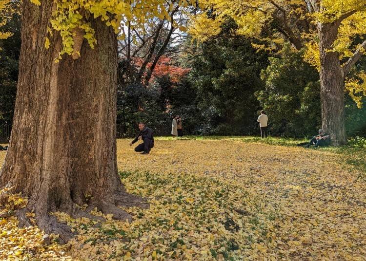 2. 秋バラや彼岸花と、新宿の高層ビルが織りなす絶景【新宿御苑】
