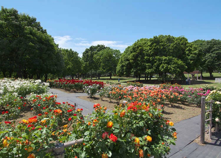 Gambar diperoleh daripada Tokyo Metropolitan Park Association