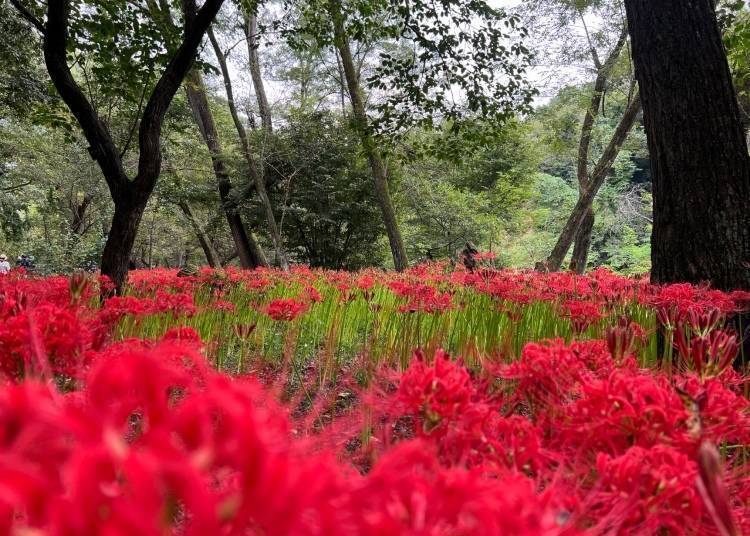 11. สวนคินชาคุดะ มันจูชาเกะ: ชมทุ่งดอกฮิกันบานะสุดตระการตา
