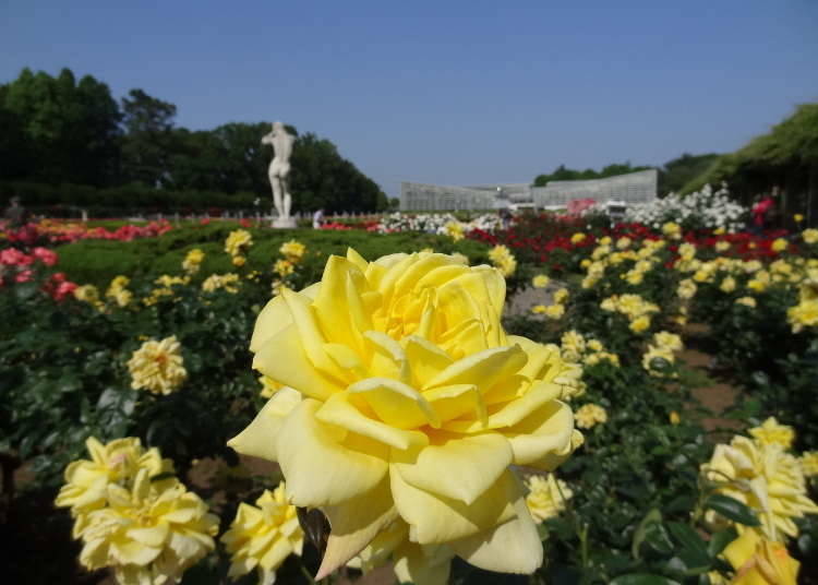 東京秋天景點⑥不論規模和品質均為東京都內一流的玫瑰花景點「神代植物公園」