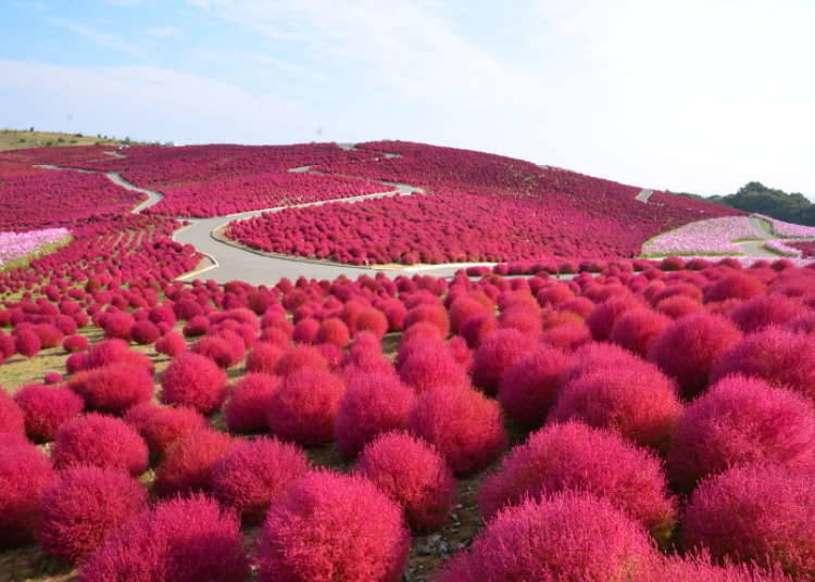 6.「國營日立海濱公園」豔紅掃帚草與可愛波斯菊的競豔