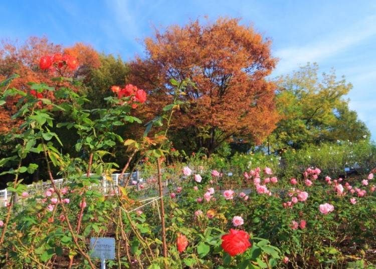 3. 砧公園:金黃色的波斯菊和秋季玫瑰盛開的自然都市綠洲