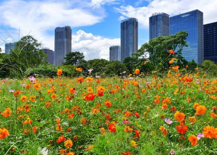 7. 濱離宮恩賜庭園:欣賞摩天大樓與大波斯菊共存的都市秋景