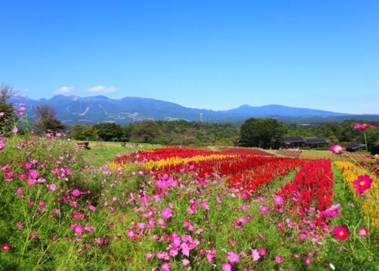 9. 那須花卉世界:欣賞秋季花田,遠眺那須山脈