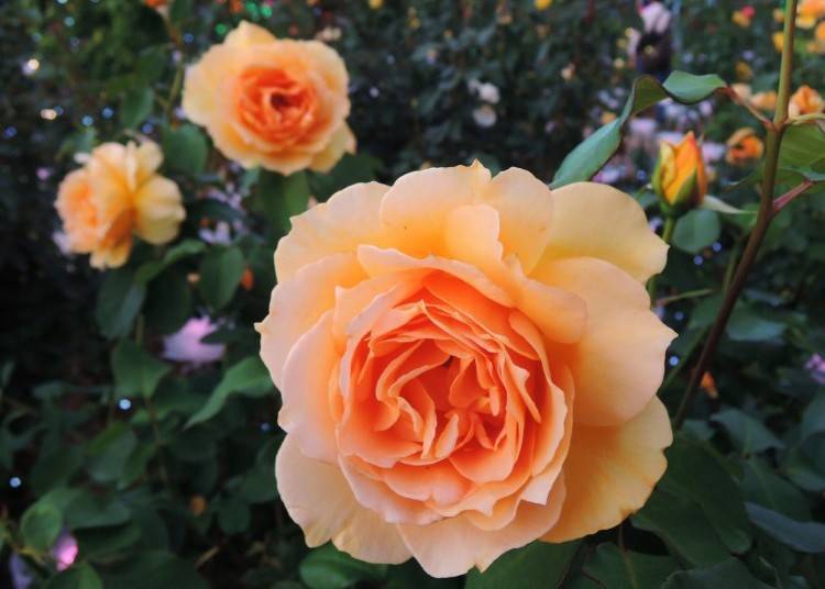 10. 足利花卉公園:感受花朵與光影交織的秋季