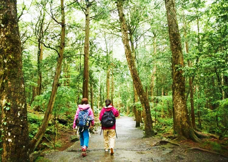 富士山秘境之旅！探遊熔岩洞窟與青木原樹海